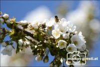 Biene_Blüten4