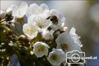 Biene_Blüten3