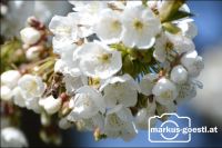 Biene_Blüten1