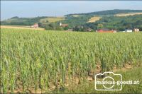 Hagelschaden Maisfeld