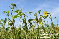 Hagelschaden Sonnenblume