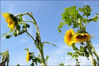 Hagelschaden Sonnenblume