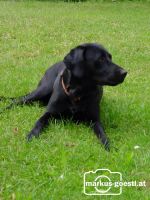 Hund