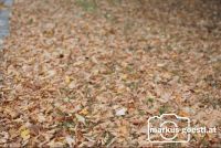 Herbstlaub3