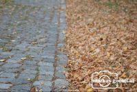Herbstlaub2