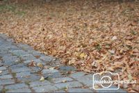 Herbstlaub1