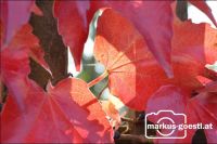 Herbststimmung