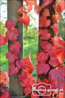 Herbststimmung
