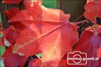 Herbststimmung