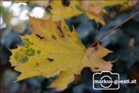 Herbststimmung
