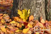 Herbststimmung