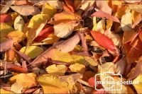 Herbststimmung