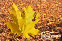 Herbststimmung