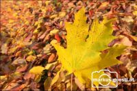 Herbststimmung