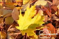 Herbststimmung