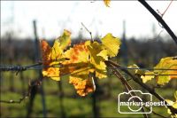 Herbst im Weingarten