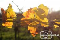 Herbst im Weingarten