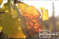 Herbst im Weingarten