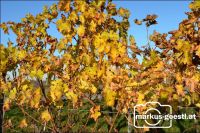 Herbst im Weingarten