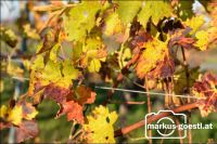 Herbst im Weingarten