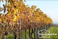 Herbst im Weingarten