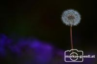 Löwenzahn Detailaufnahme