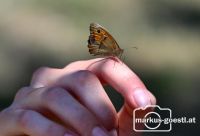 Schmetterling auf Hand
