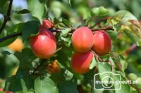 Erntereife Marillen
