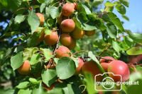 Erntereife Marillen