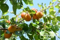 Erntereife Marillen