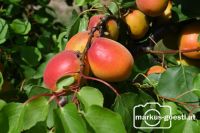 Erntereife Marillen