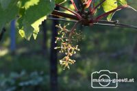 abgeerntete Weintraube