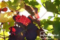 Herbststimmung im Weingarten