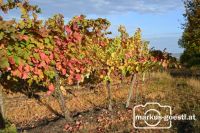 Herbststimmung im Weingarten
