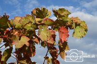 Herbststimmung im Weingarten