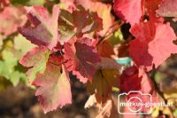 Herbststimmung im Weingarten