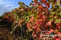 Herbststimmung im Weingarten