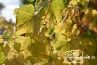 Herbststimmung im Weingarten