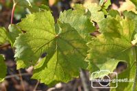 Herbststimmung im Weingarten