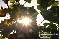 Herbststimmung im Weingarten