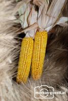Erntekrone2