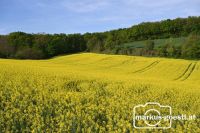 Blühendes Rapsfeld