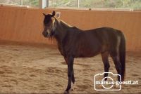 Pferd