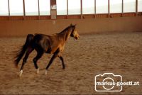 Pferd