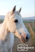 Pferd