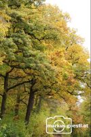Herbst4