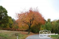 Herbst1