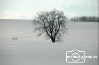 Winterlandschaft8