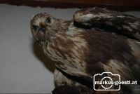 Bussard_Trohäe1