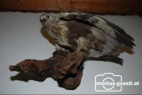 Bussard_Trohäe2